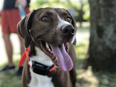 Bark at the Park Participant Registration and Information